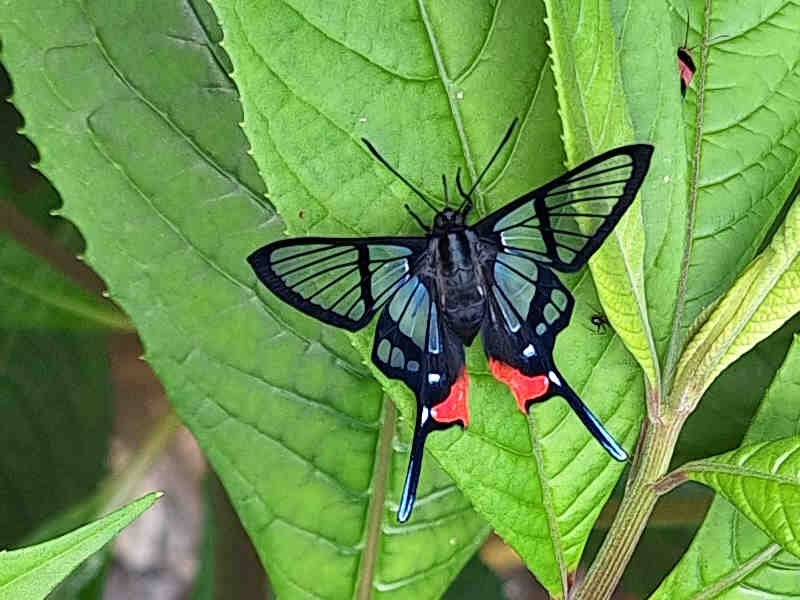 Mariposa en la Catarata de Honolulu de Tongo María