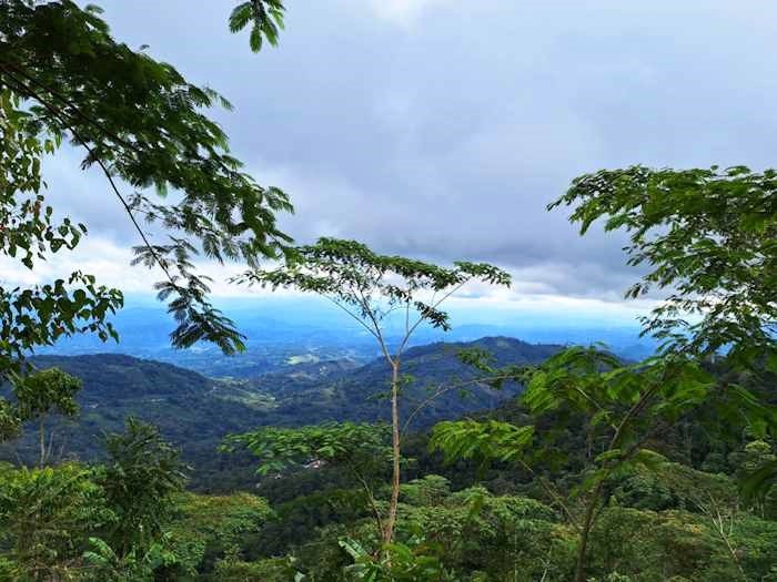 Tours Ruta de café y cacao en Tingo María