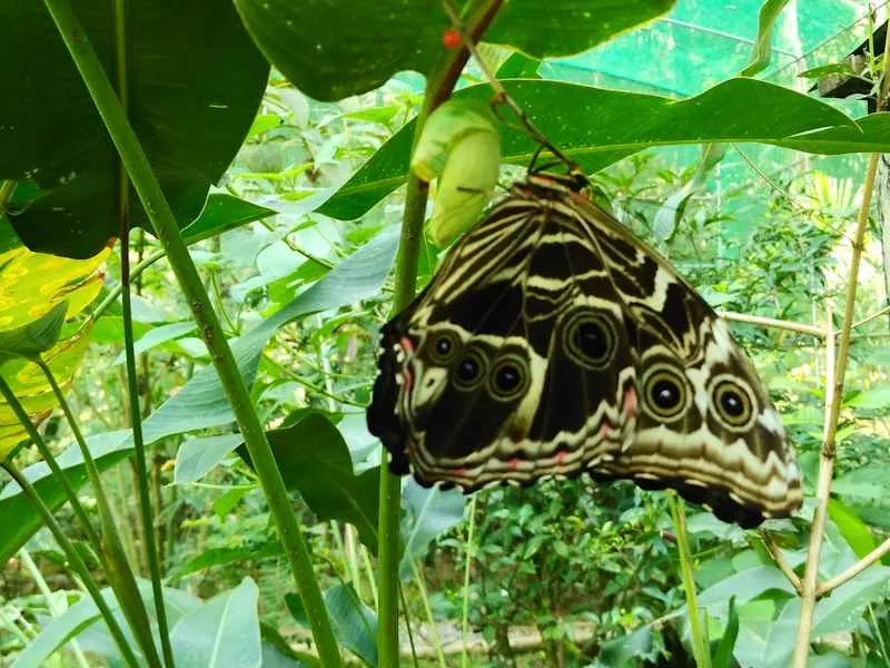 Mariposario en Tingo María