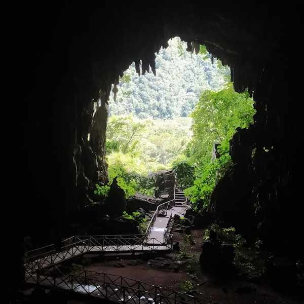 Cueva de las Lechuzas del Parque Nacional Tingo María Agencia de Viajes y Turismo Jungla Birds de la Selva