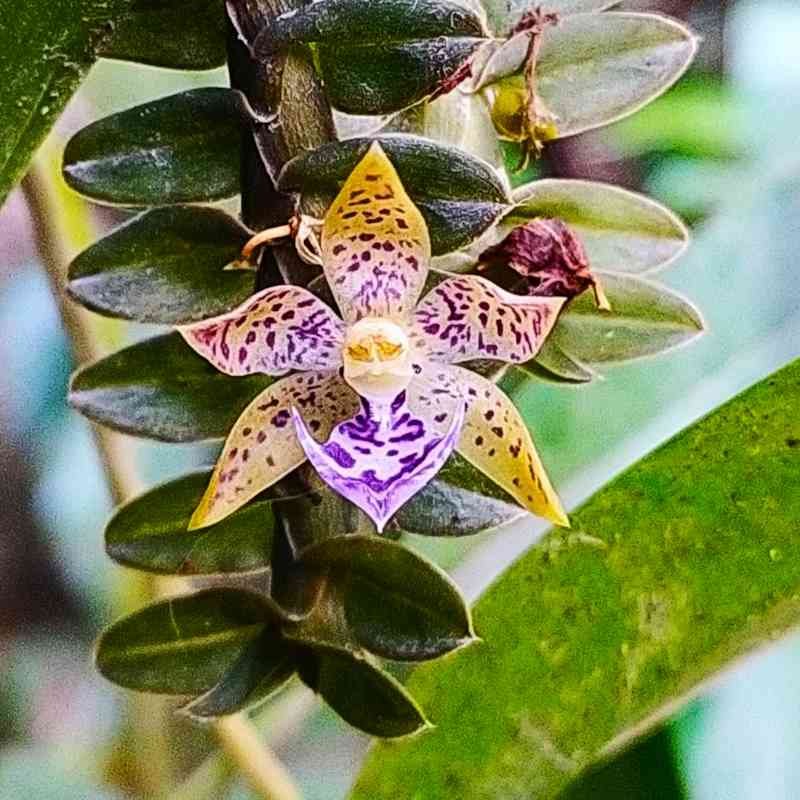 Orquídea de Tingo María con Tours Maravillas de la Naturaleza de Tingo María y la selva