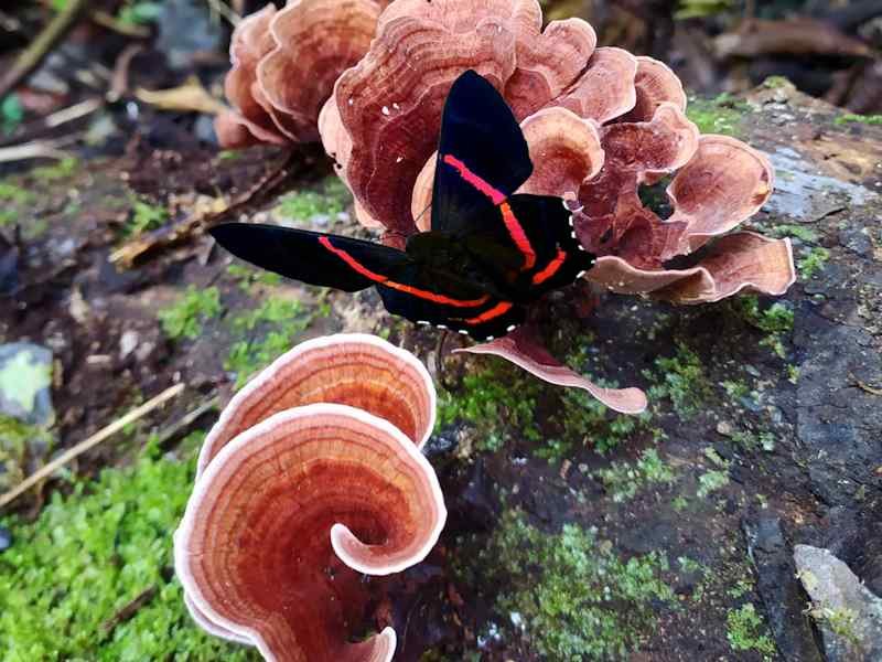 Hongo y Mariposa en el Parque Nacional Tingo María