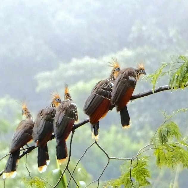 Shabsho aves de Tingo María